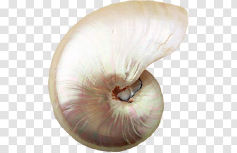 Sea Snail Conch Seashell Mollusc Shell - Pretty Transparent PNG