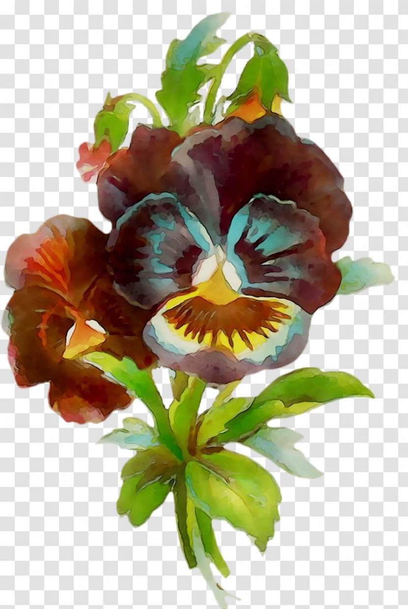 Pansy Cut Flowers - Flowering Plant Transparent PNG
