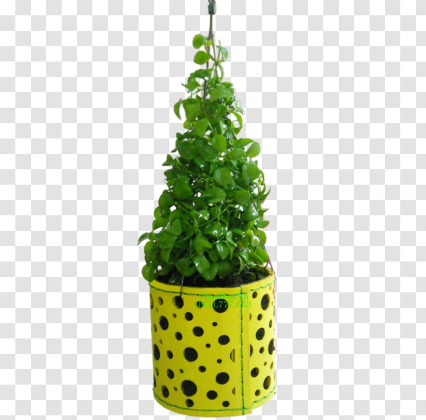 Flowerpot Leaf Houseplant Evergreen Tree - Plant Transparent PNG
