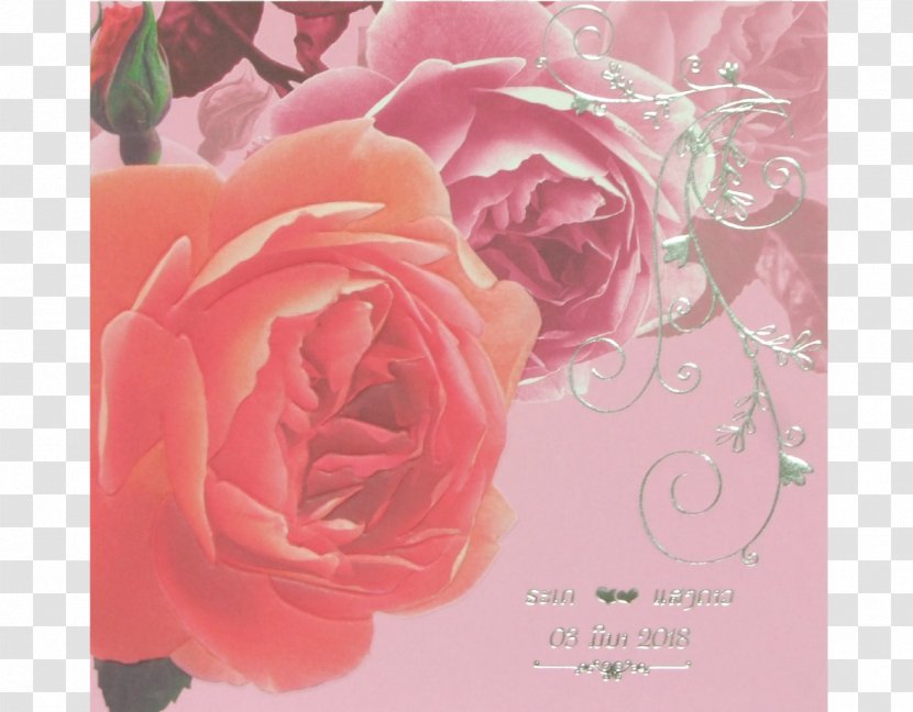 Garden Roses Cabbage Rose Floribunda Greeting & Note Cards Floral Design - Pink Transparent PNG