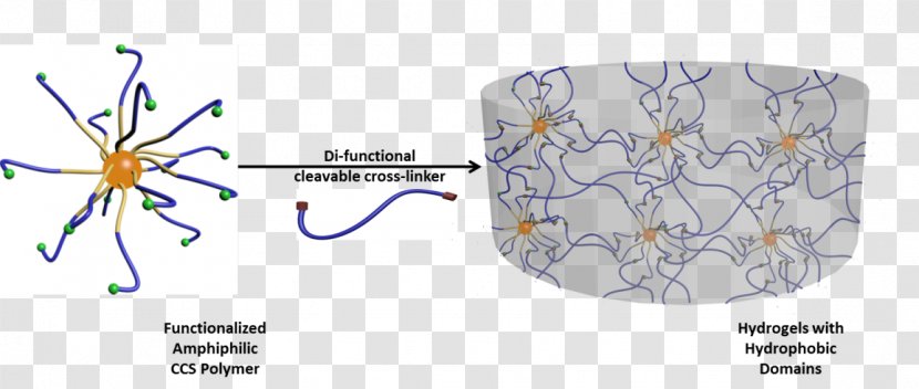 Hydrophobe Cross-link Amphiphile Star-shaped Polymer Hydrogel - Frame - Drug-delivery Transparent PNG