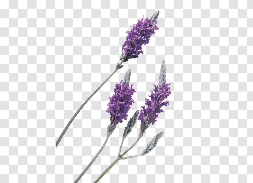 English Lavender Oil Clip Art Essential - Herb - Melocotones Flavorcrest Transparent PNG