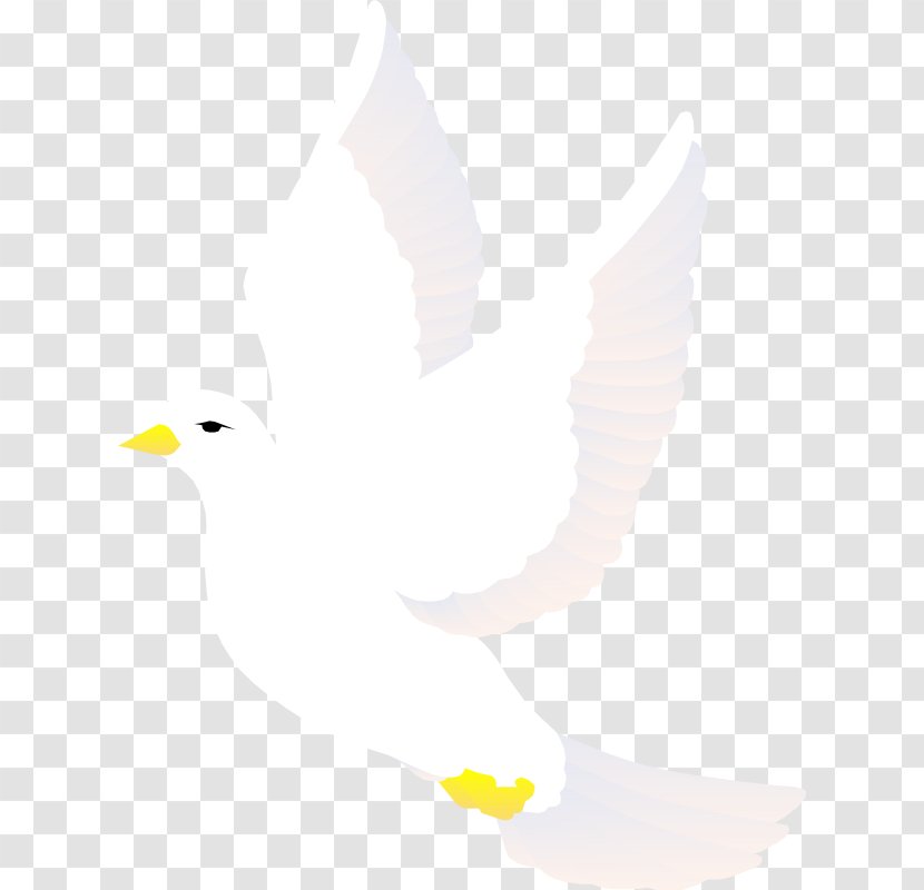 Dove Vector - Bird - Poster Transparent PNG