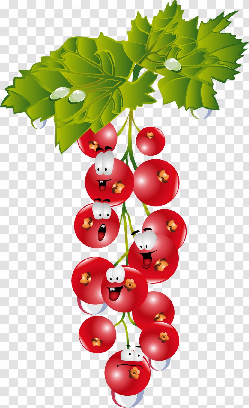 Gooseberry Cranberry Drawing - Grapevine Family - Grape Transparent PNG