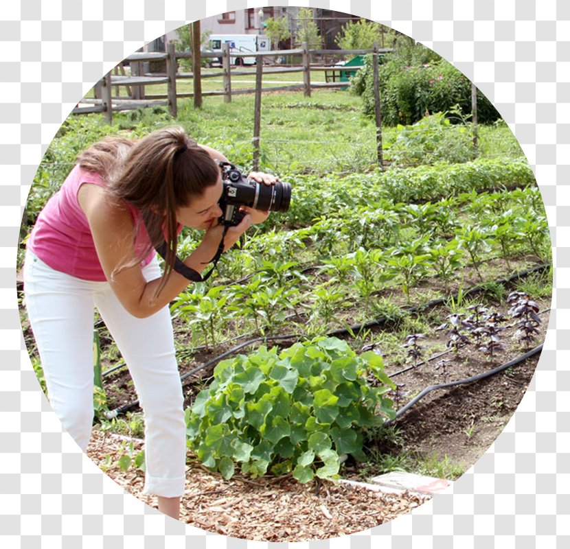 Garden Design Sustainable Gardening City - Herb - International Nonviolence Day Transparent PNG