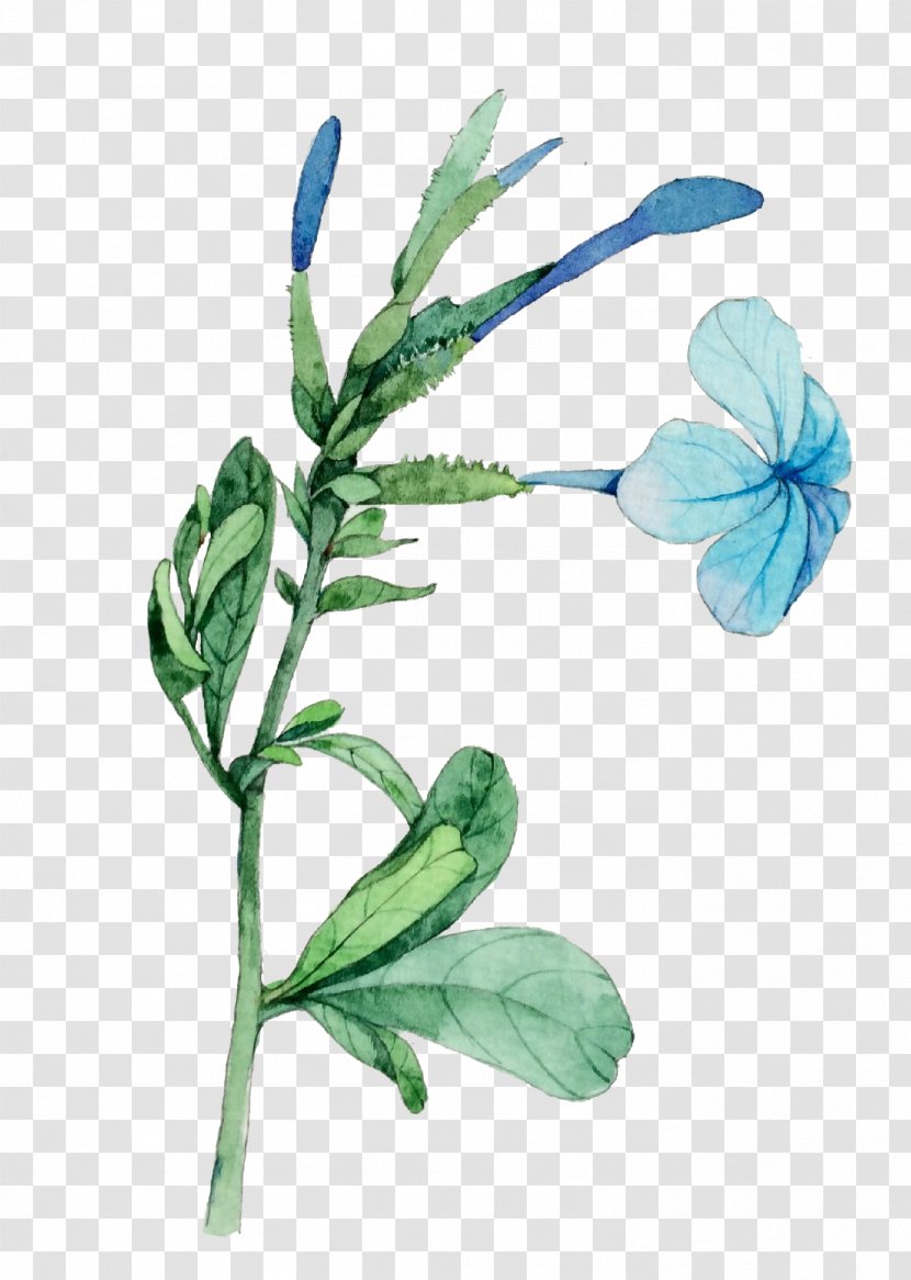 Watercolor: Flowers Watercolour Watercolor Painting Illustration - Illustrator - A Plant Transparent PNG