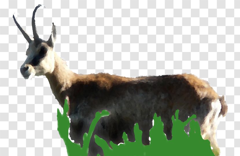 France Nature Environnement Chamois Goat Mammal Natural Environment - Antelope Transparent PNG