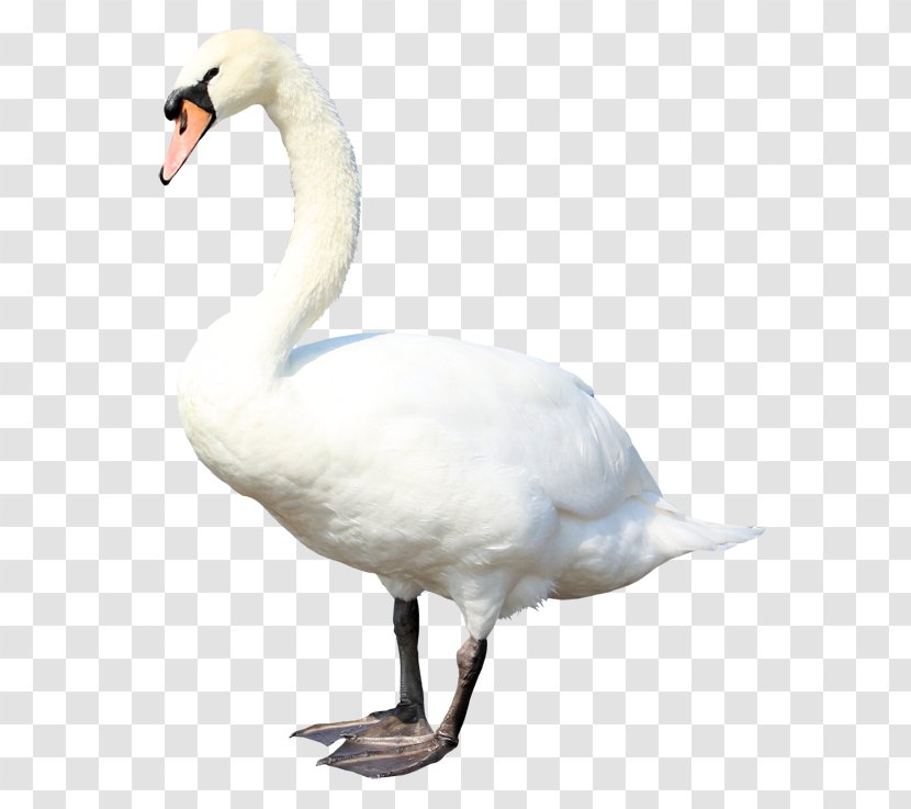 Cygnini Goose Duck - Bird Transparent PNG