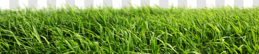 Lawn Artificial Turf Garden - Grass Transparent PNG