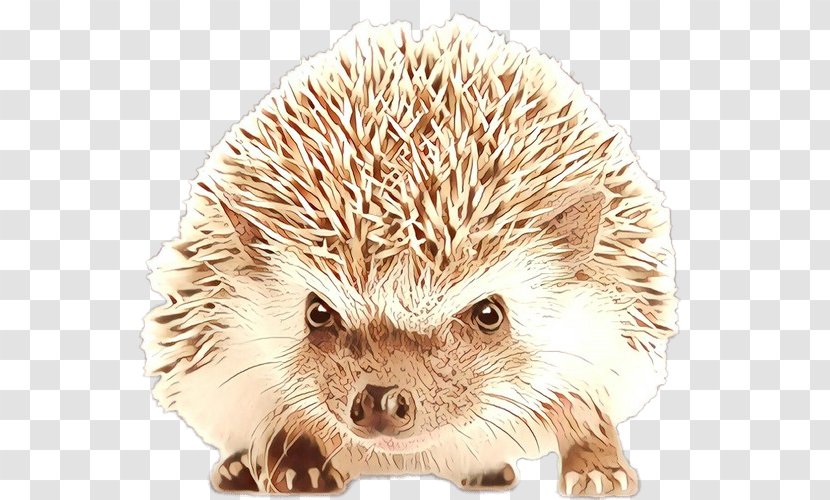 Domesticated Hedgehog Echidna Porcupine Snout - Monotreme - Fawn Transparent PNG