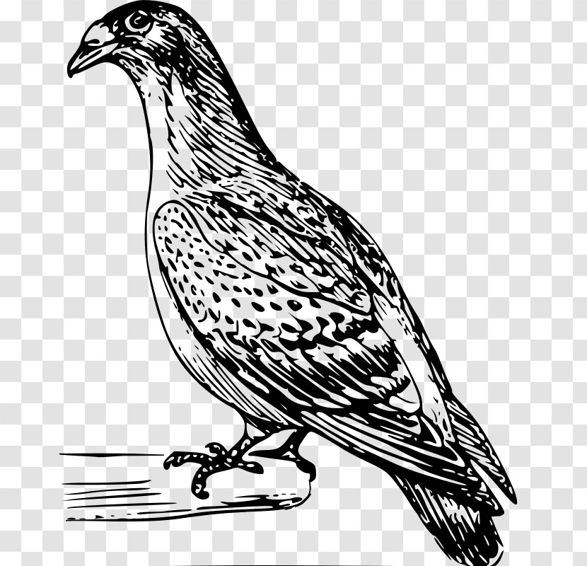 Columbidae Domestic Pigeon Drawing Clip Art - Artwork - Pigeons Vector Transparent PNG