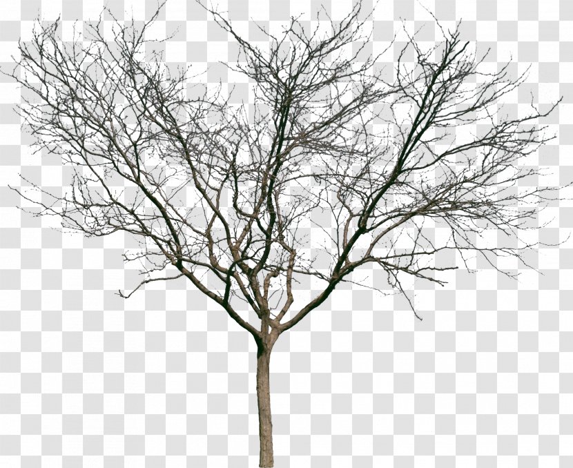 Tree Woody Plant Shrub Twig - Branch - Bushes Transparent PNG