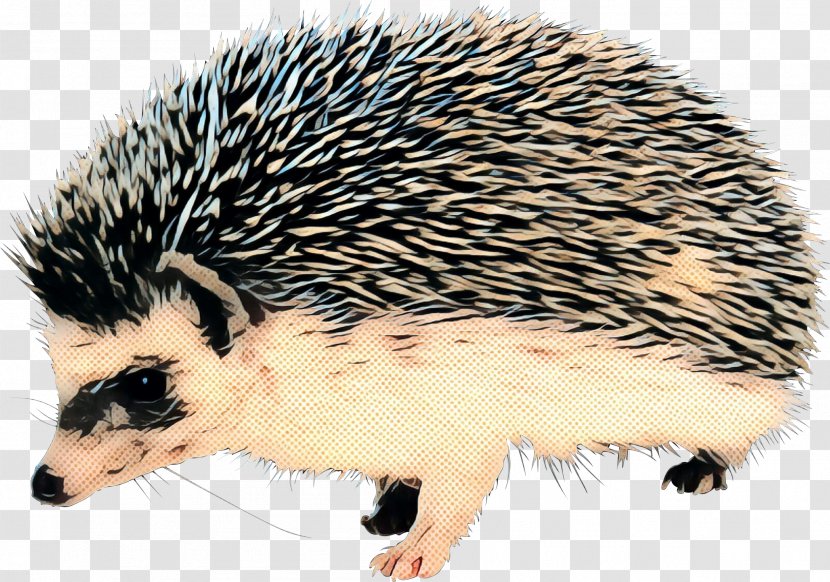 Domesticated Hedgehog Porcupine The And Fox Rodent - Head Transparent PNG