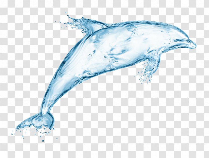 Bottlenose Dolphin Whale Marine Mammal - Biology - Water Dolphins Transparent PNG