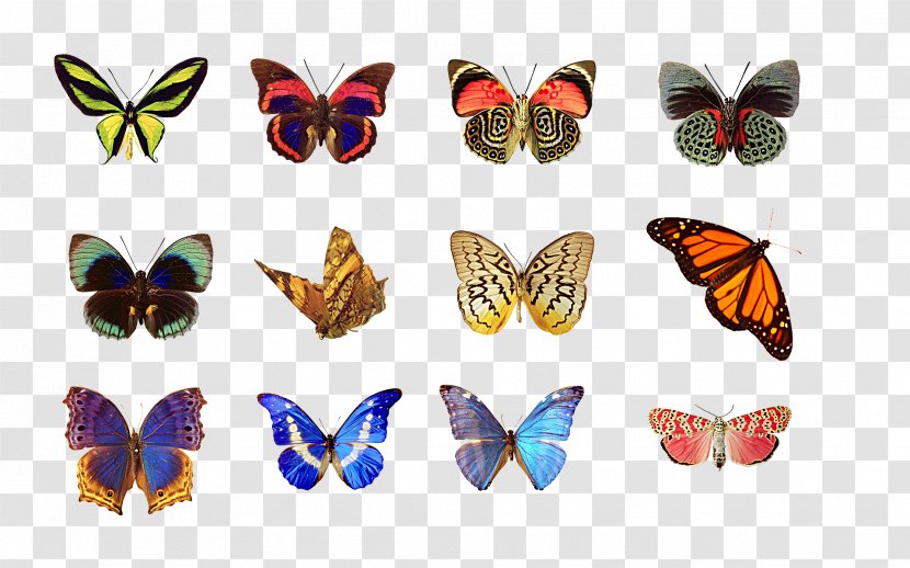 Butterfly Row SQL - Insect Transparent PNG