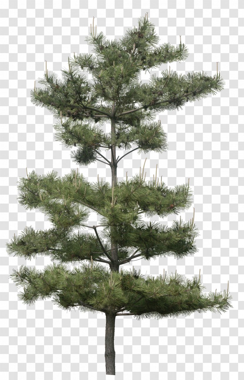 Stone Pine Tree Clip Art Image - White Fir Transparent PNG