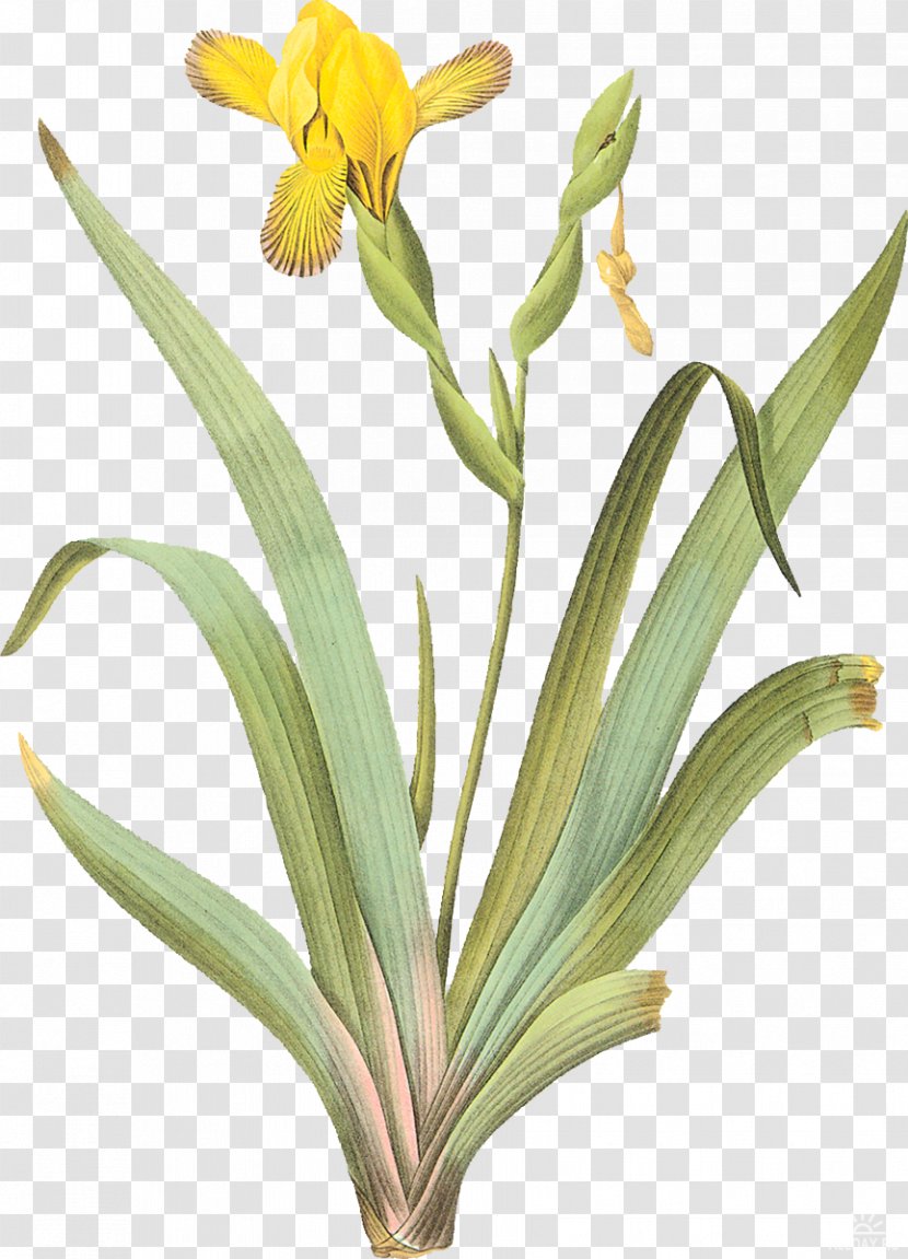Iris Pseudacorus Pallida Tuberosa Variegation - Mimosa Vector Transparent PNG
