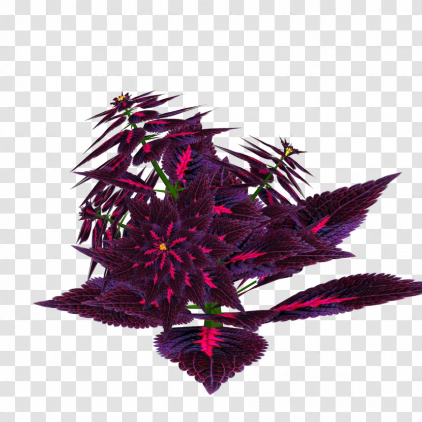 Leaf Purple - Plant - Coleus Map Transparent PNG