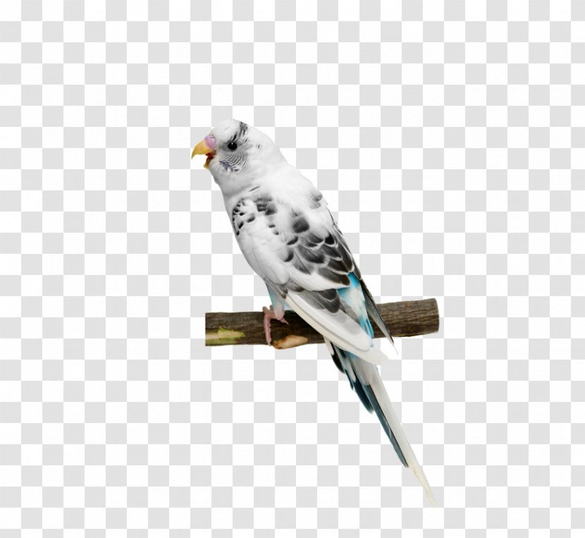 Parrot White - Feather - Pictures Transparent PNG