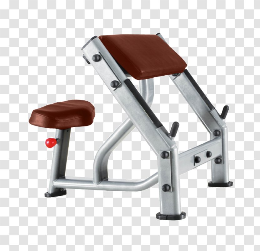 Exercise Machine Sport Biceps Curl Fitness Centre - Gym Equipment Transparent PNG