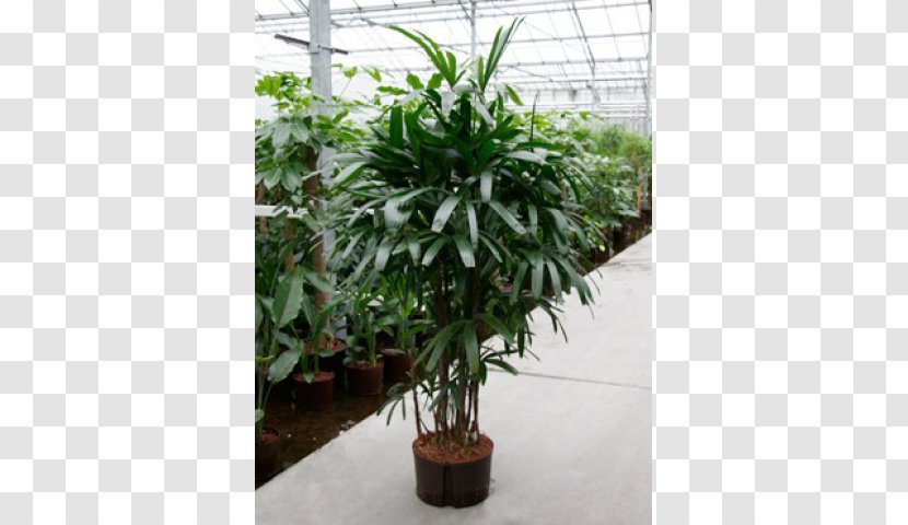 Houseplant Rhapis Excelsa Arecales Flowerpot - Blog - Plant Transparent PNG