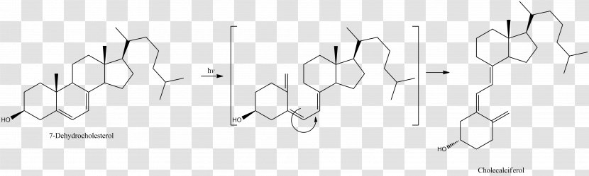 Cholecalciferol Vitamin D 7-Dehydrocholesterol - Tree - Heart Transparent PNG