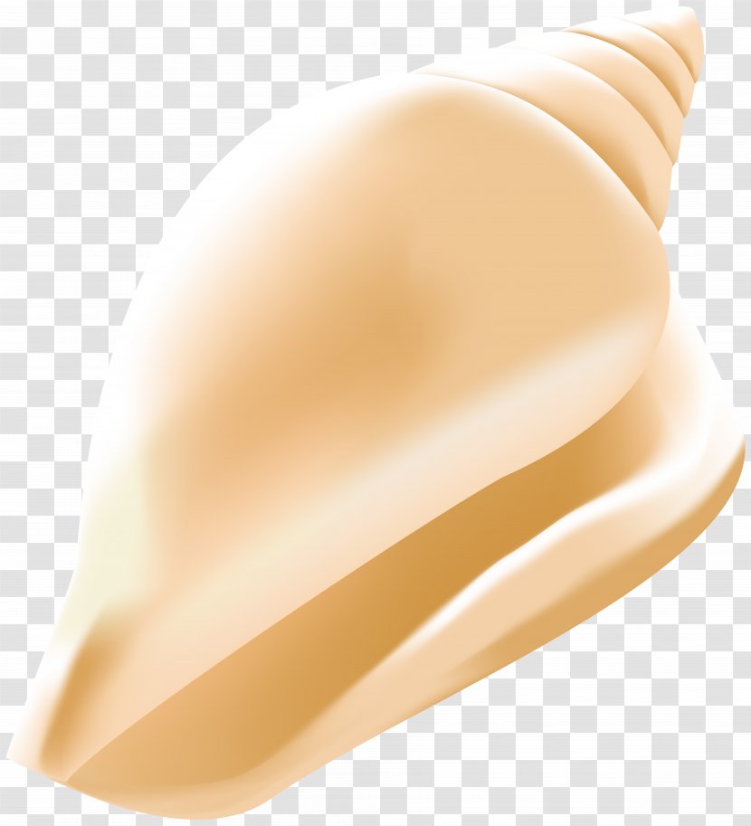 Close-up Finger - Beige - Shells Conch Transparent PNG