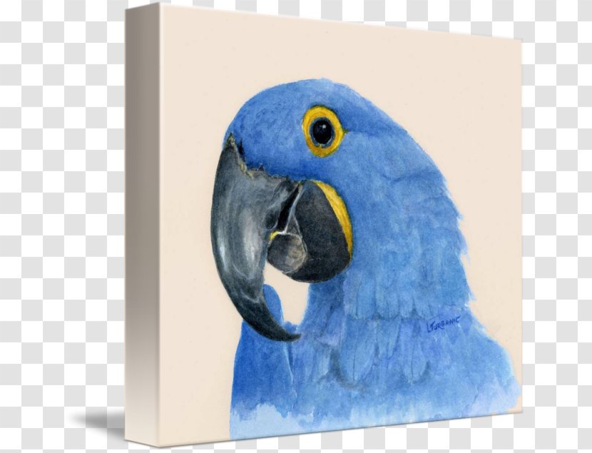 Macaw Parakeet Cobalt Blue Beak Feather - Fauna Transparent PNG