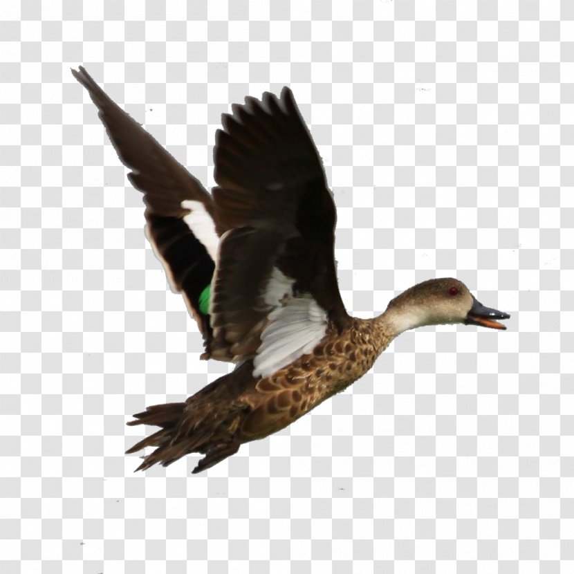 App Annie Store Goose On-board Diagnostics - Ducks Geese And Swans Transparent PNG
