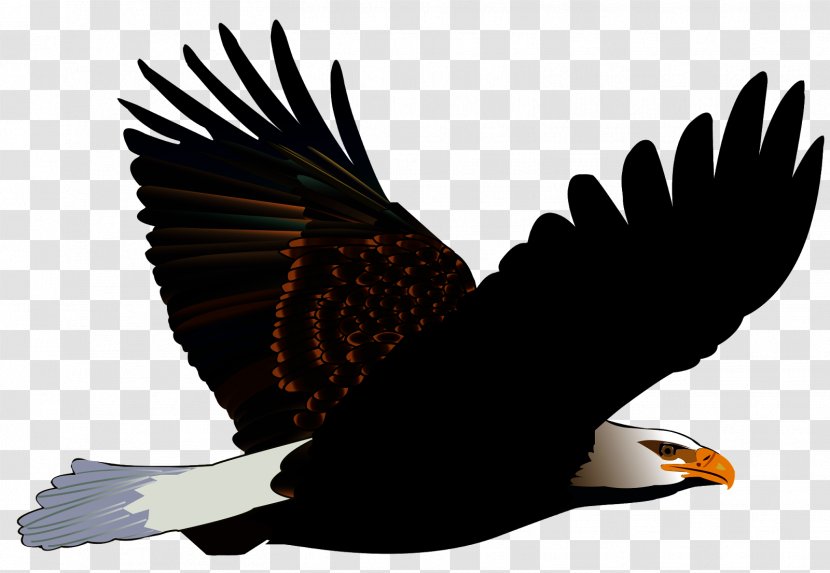 Turkey Cartoon - Falconiformes - Tail Transparent PNG