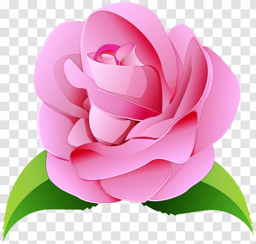 Garden Roses - Wet Ink - Magnolia Theaceae Transparent PNG