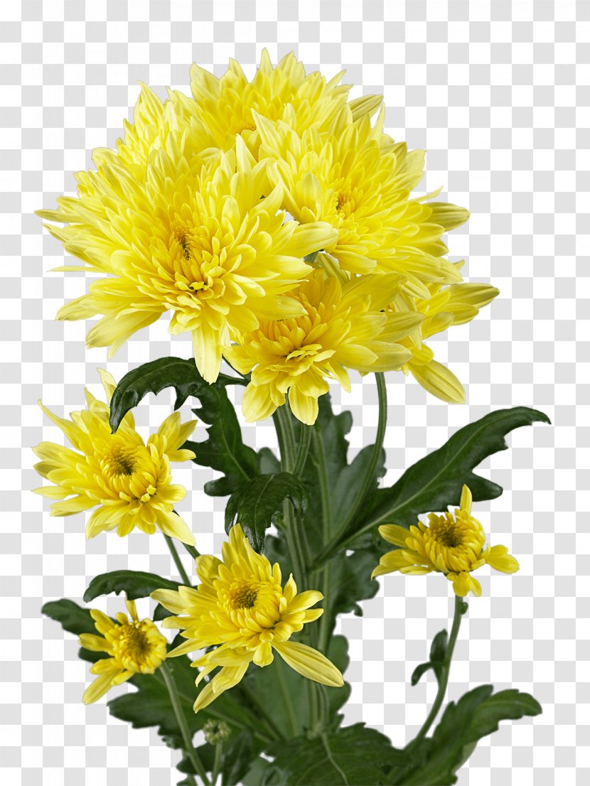 Chrysanthemum Blanket Flowers Dandelion Sunflower Seed Cut - Flower Transparent PNG