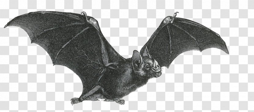 Bat Giphy Clip Art Transparent PNG