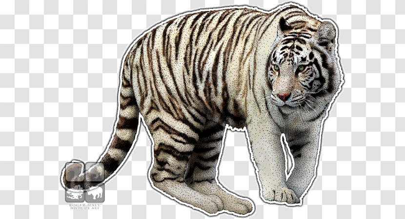 Bengal Tiger White Whiskers Wildlife - Panthera Transparent PNG