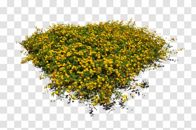 Yellow Plant Flower Tree Grass - Hypericum Annual Transparent PNG