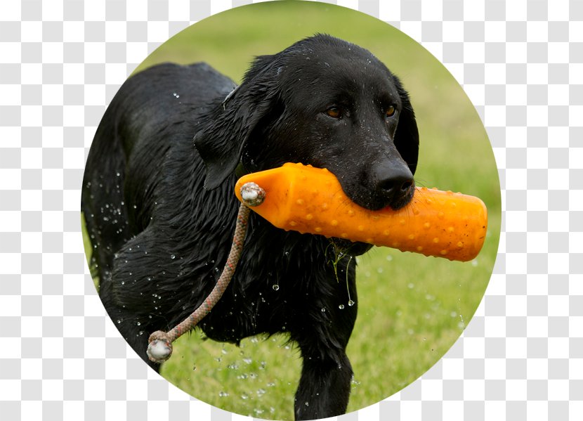 Flat-Coated Retriever Labrador Labradoodle Dog Breed - Puppy Transparent PNG