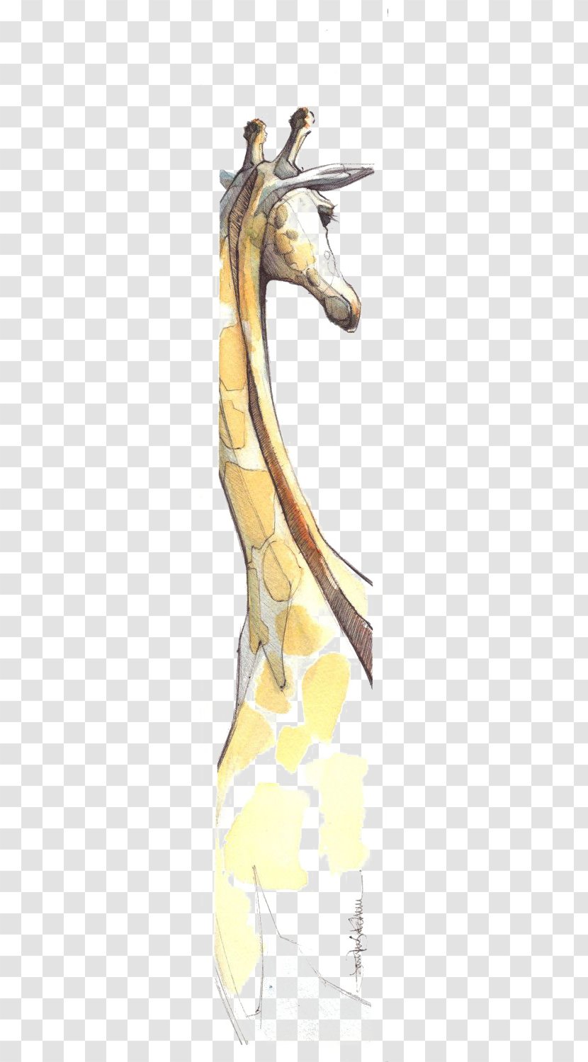Drawing Watercolor Painting Northern Giraffe Illustration - Model Sheet Transparent PNG