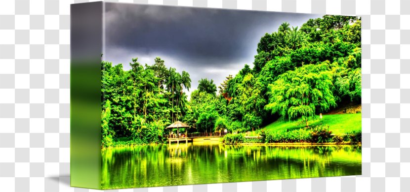 Nature Reserve Water Resources Biome Pond Forest - Ecosystem - Botanical Garden Transparent PNG
