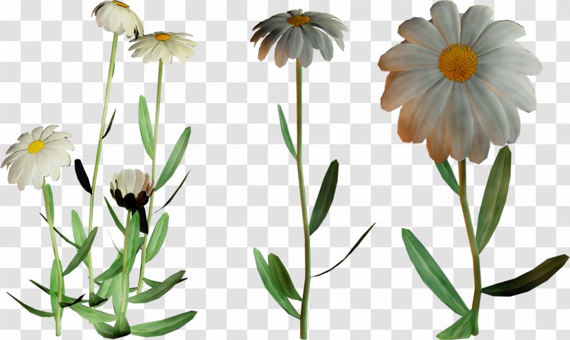 Oxeye Daisy Roman Chamomile Plant Stem Cut Flowers - Tanacetum Balsamita - Wildflower Transparent PNG
