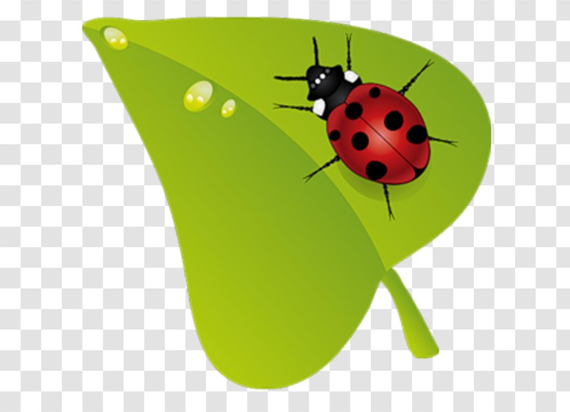 Beruu0161ky Insect Clip Art - Leaf - Ladybug Transparent PNG