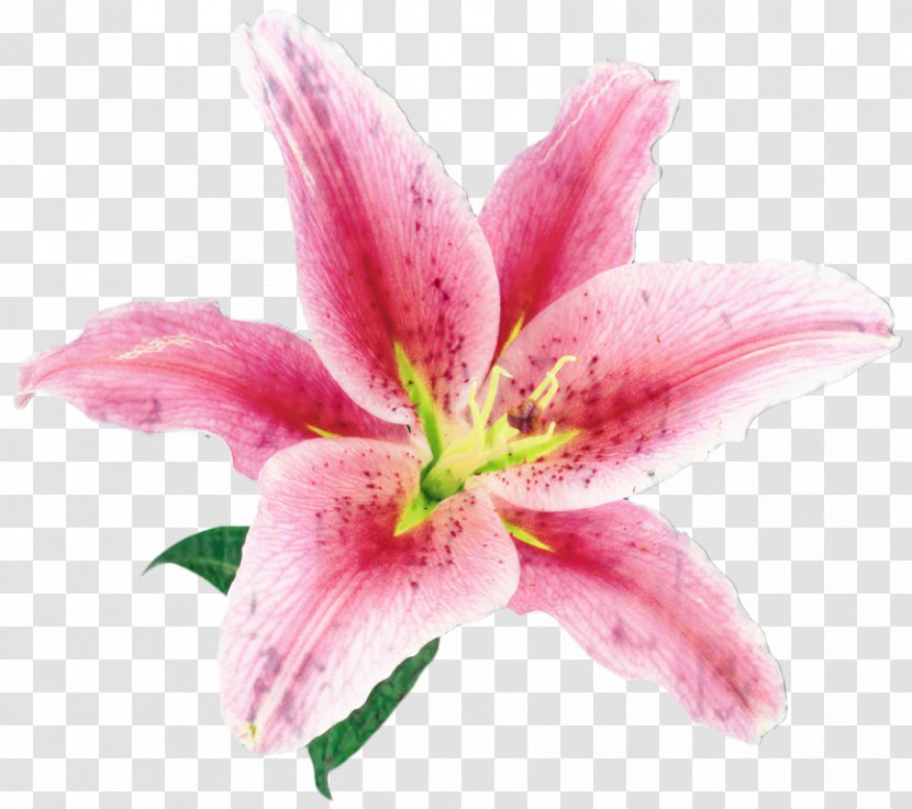 Lily Flower Cartoon - Family - Perennial Plant Amaryllis Transparent PNG