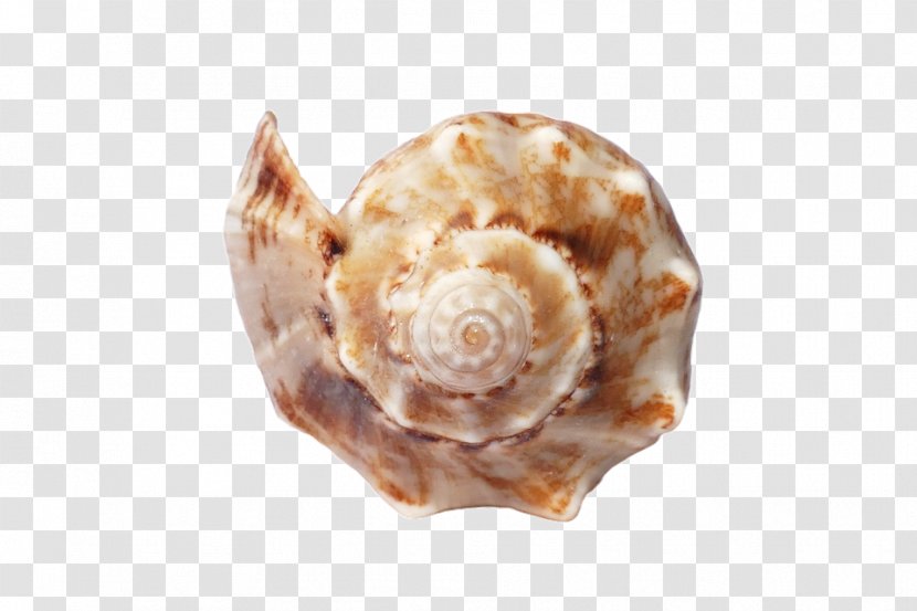 Shore Seashell Sand Mollusc Shell Canvas Print - Sea Snail Transparent PNG