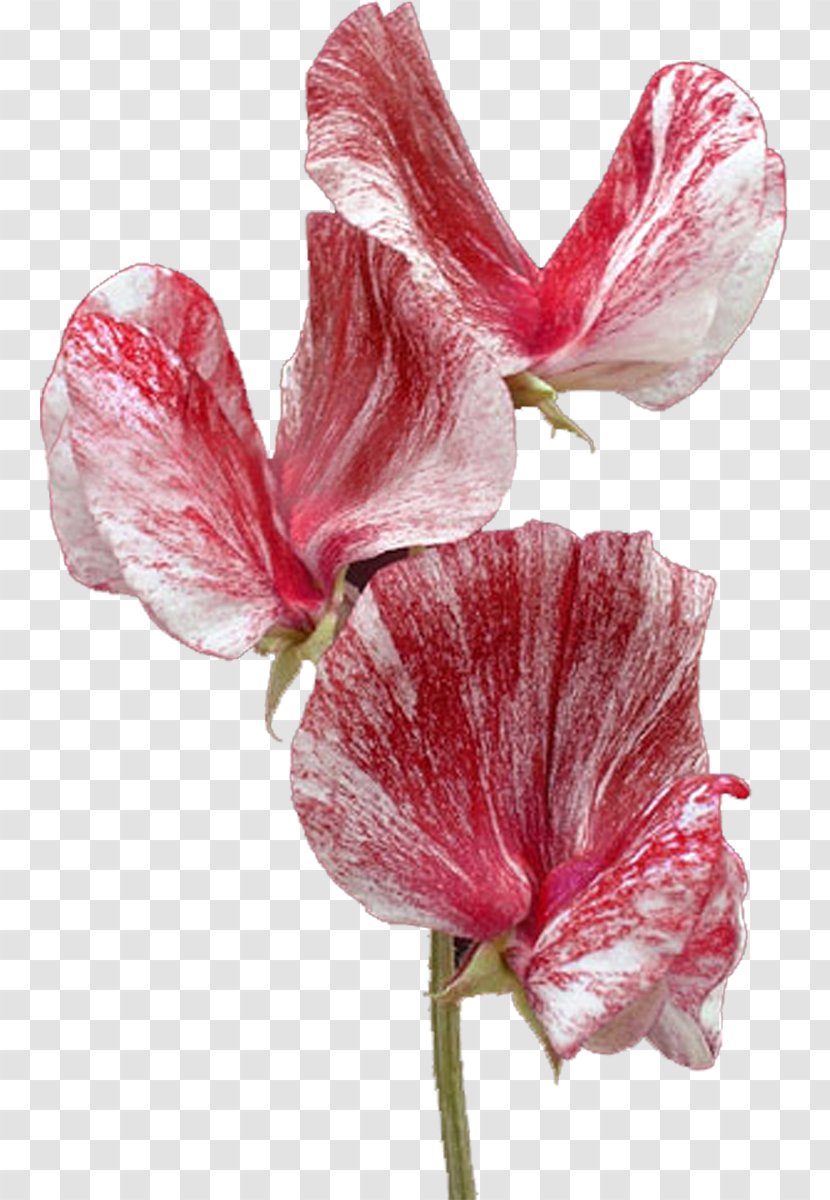 Tattoo Flower Rosemallows Culos Y Vergas Body Piercing - Plant Stem Transparent PNG