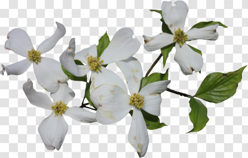 Flowering Dogwood Cornus Officinalis Sericea Clip Art - Plant - Watercolor White Flower Transparent PNG