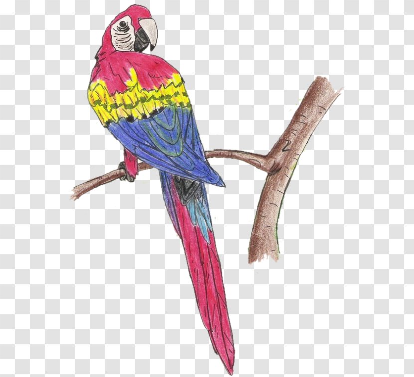 Bird Macaw Parakeet Feather Beak - Email - Scarlet Transparent PNG