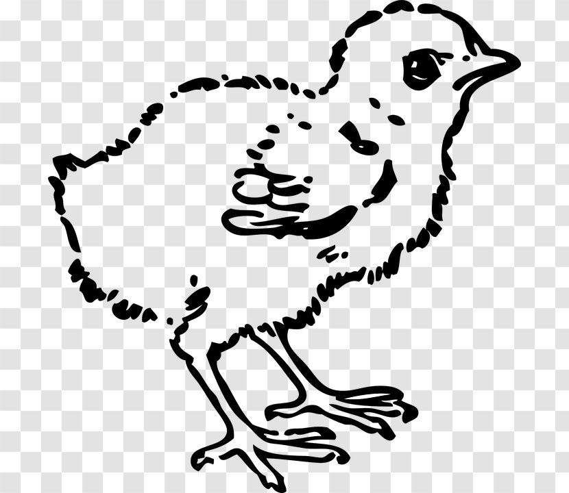 Chicken Clip Art - Black And White Transparent PNG