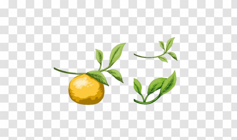 Lemon Pomelo Tangerine Leaf Orange - Grapefruit Material Transparent PNG