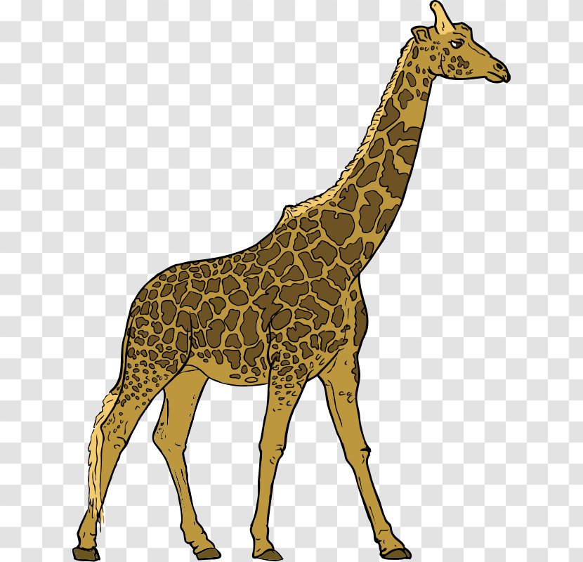 Giraffe Herbivore Animal Carnivore Clip Art - Fauna - Images Free Transparent PNG