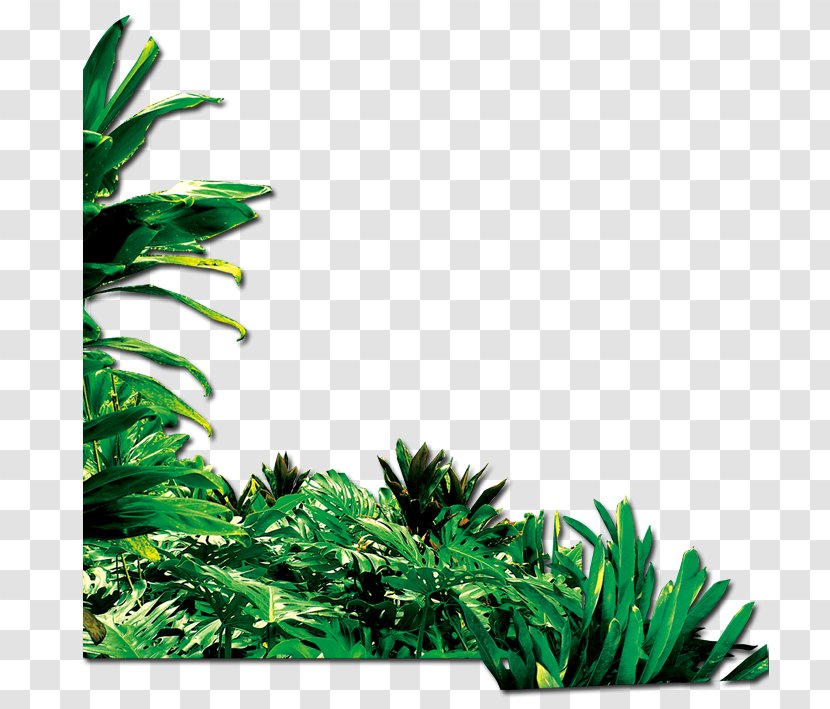 Green Google Images - Leaf - Grass Transparent PNG