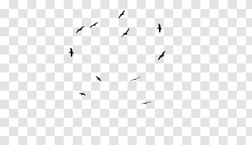 Bird Migration White Point Angle - Text Transparent PNG